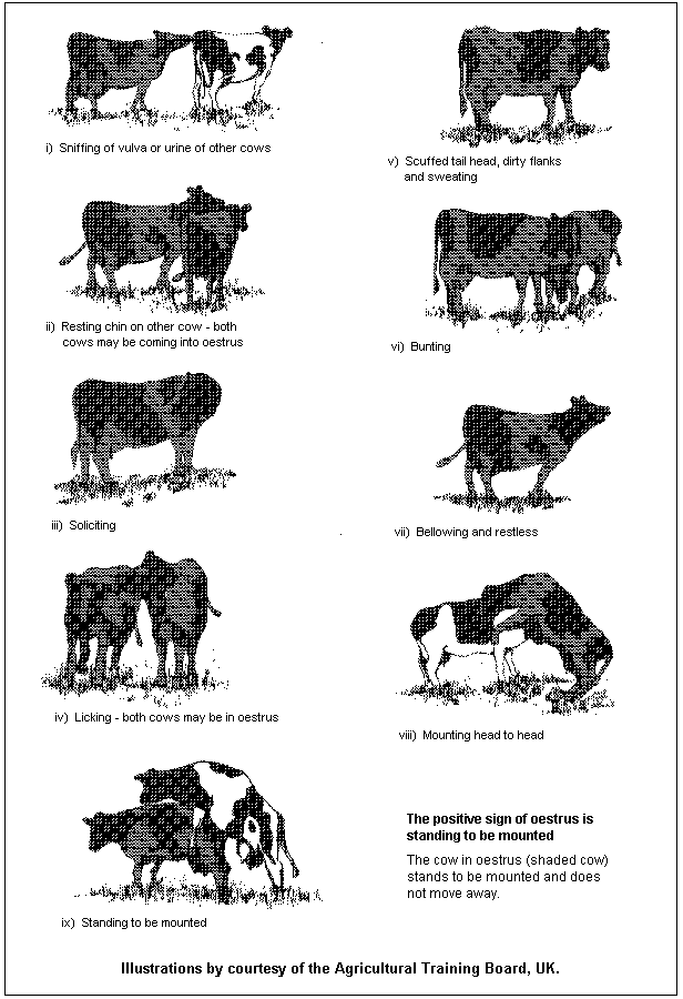 E/LMS 12603: Oestrus